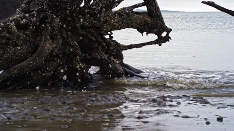 Ocean Waves Flow on Driftwood Beach Stock Footage 306666663