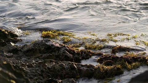 Ocean waves lapping over rock pools, near Tomakin, Australia Stock Footage 137525400