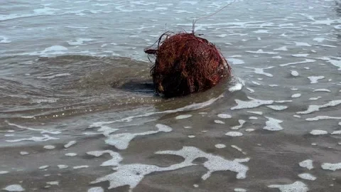 Ocean waves push the coconut to the beach, throwing it on the sandy shore  Vídeos de archivo 183467565