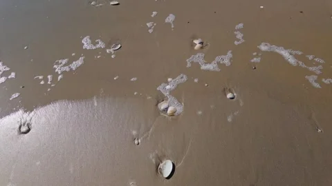 Ocean waves recede over scattered seashells on a wet sandy beach Vídeo Stock 330139036