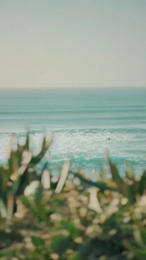 Ocean Waves Rolling Gently Beyond Coastal Shrubs in Soft Morning Light Stock Footage 341524109
