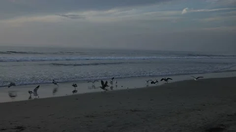 Ocean Waves, seagulls flying Stock Footage 143807547