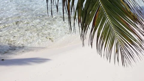 Ocean waves on the shore of exotic tropical beach. Sand, waves, palm, sun Stock Footage 231502498