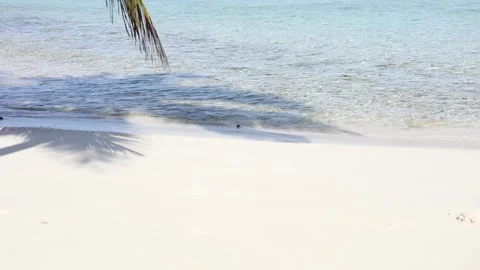 Ocean waves on the shore of exotic tropical beach. Sand, waves, palm, sun Stock Footage 231502545