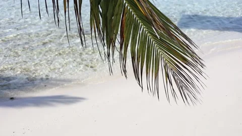 Ocean waves on the shore of exotic tropical beach. Sand, waves, palm, sun Stock Footage 231579732