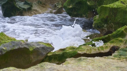 Ocean waves splashing rocks covered in vegetation Stock Footage 94466112