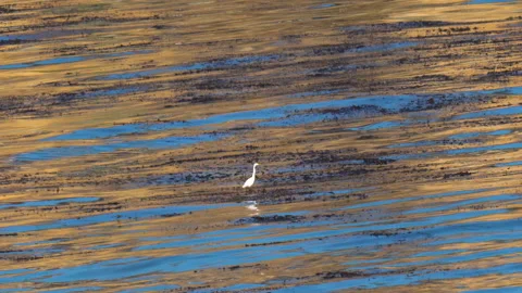 Ocean waves at sunset, and white heron on the middle Stock Footage 160638474