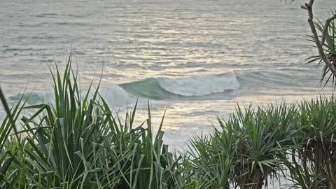 Ocean Waves at Sunset Framed by Pandanus Leaves on the Shore Video stock 296569812