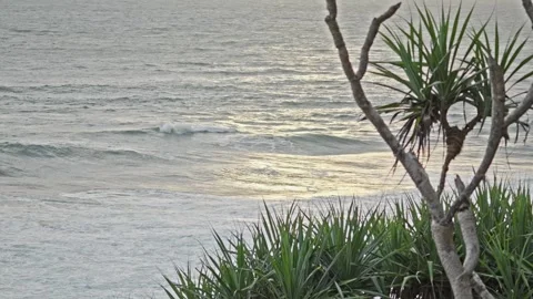 Ocean Waves at Sunset Framed by Pandanus Leaves on the Shore Stock Footage 296570090