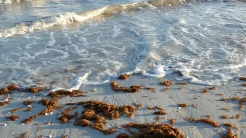 Ocean waves washing in on beach with red algae on sand Stock Footage 329199372