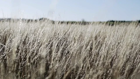 Ocean wild plants in the wind slow motion Video stock 95937844