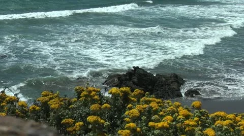 Ocean, yellow flowers, waves, beach in Carmel Stock-Footage 11293215