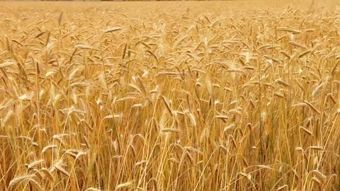 Ocean of yellow wheat spillets shaking under wind gusts Stock-Footage 112227077