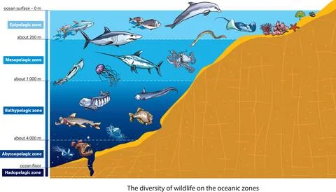 Ocean Zones Stock Illustration