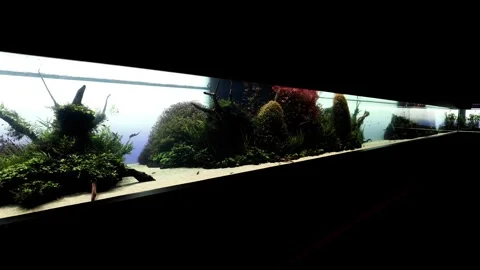 Oceanário de Lisboa Forests Underwater by Takashi Amano Stock Footage 313448043