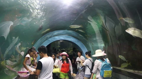 Oceanarium in China 動画素材 67900209