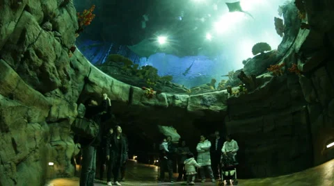 Oceanarium Video stock 3581810