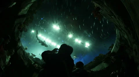 Oceanarium Vídeo Stock 3584283