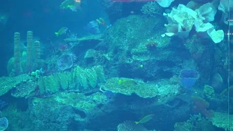 Oceanarium Stock Footage 158239213