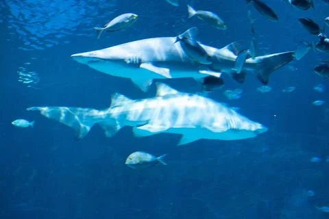 Oceanarium. A large flock of different fish swims underwater. Beautiful water Stock Photos