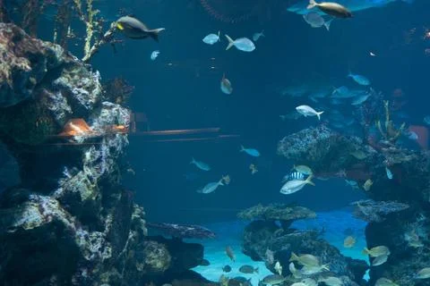 Oceanarium. A large flock of different fish swims underwater. Beautiful water Stock Photos