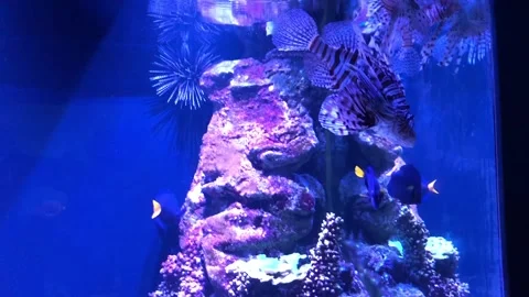 Oceanarium of Moscow Stock Footage 163556656