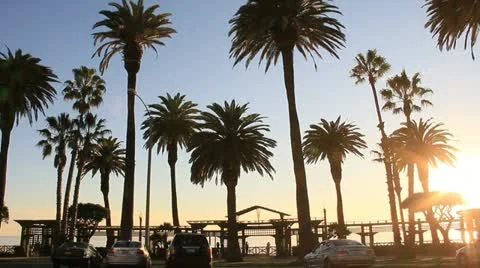 OceanBlvdTraffic PalmTrees 3603 Stock Footage