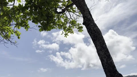 Oceanfront 08- Tree - Pacific - Costa Rica Video stock 282943998