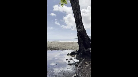 Oceanfront 09- Tree - Vertical - Pacific - Costa Rica Video stock 282943997