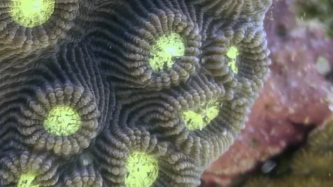Oceanic Artistry Intricate Polyps Bloom on a Marine Masterpiece Stock Footage 337495569