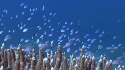 Oceanic Ballet as Colorful Fish Navigate an Intricate Coral Landscape Stock-Footage 334790284