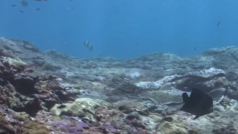 Oceanic Ballet of Fish Among Sunlit Coral Gardens Video stock 344454088