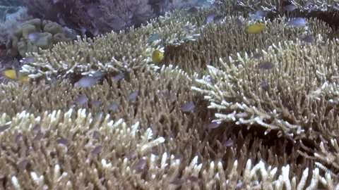 Oceanic Ballet of Fish Among Sunlit Coral Branches Stock Footage 344514420
