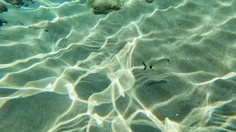 Oceanic Ballet: Little Fish's Dance slowmotion Video stock 201441691