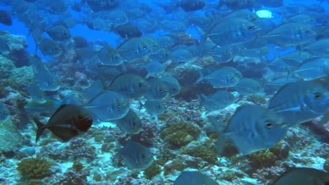 Oceanic Ballet of Shimmering Fish in Pristine Coral Gardens Stock Footage 341064675