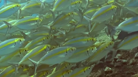 Oceanic Ballet of Yellow-Striped Fish and a Lone Dark Observer Stock Footage 338199413