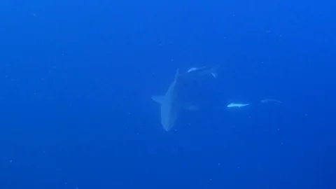 Oceanic Black tip and Diver Stock Footage 94944692