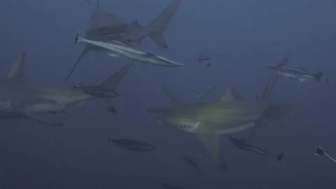 Oceanic Black Tip Shark, Aliwal Shoal South Africa 16 Stock Footage 238017295