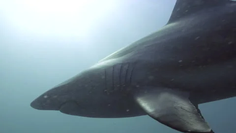 Oceanic Black Tip Shark, Aliwal Shoal South Africa 15 Stock Footage 238017296