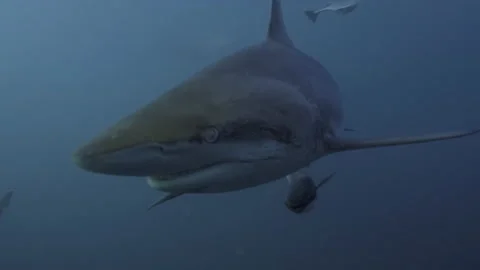 Oceanic Black Tip Shark, Aliwal Shoal South Africa 13 Stock Footage 238017631