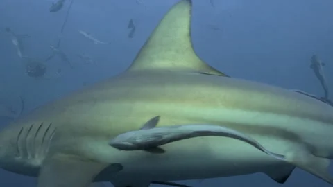 Oceanic Black Tip Shark, Aliwal Shoal South Africa 12 Stock Footage 238017751