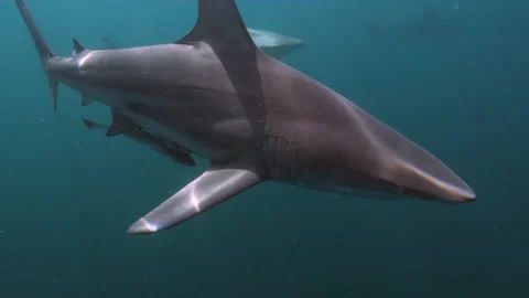 Oceanic Black Tip Shark, Aliwal Shoal South Africa 11 Stock Footage 238017841