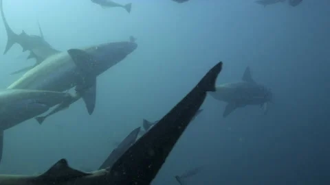 Oceanic Black Tip Shark, Aliwal Shoal South Africa 10 Stock Footage 238017940