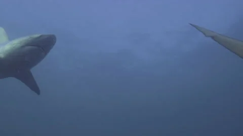 Oceanic Black Tip Shark, Aliwal Shoal South Africa 9 Stock Footage 238018089