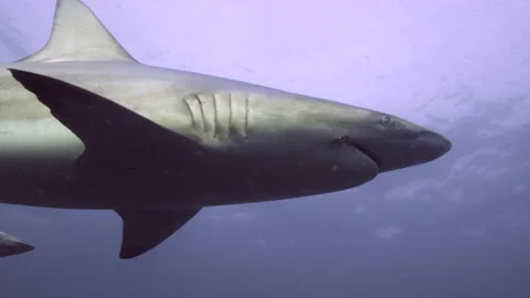 Oceanic Black Tip Shark, Aliwal Shoal South Africa 8 Stock Footage 238018231
