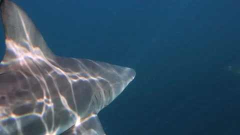 Oceanic Black Tip Shark, Aliwal Shoal South Africa 7 Stock Footage 238023391