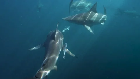 Oceanic Black Tip Shark, Aliwal Shoal South Africa 6 Stock Footage 238024067