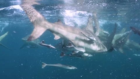 Oceanic Black Tip Shark, Aliwal Shoal South Africa 5 Stock Footage 238024166