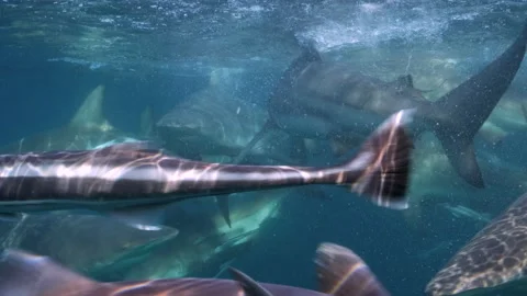 Oceanic Black Tip Shark, Aliwal Shoal South Africa 4 Stock Footage 238024437