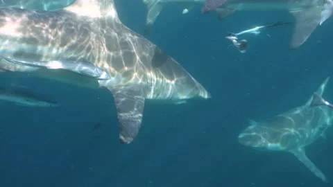 Oceanic Black Tip Shark, Aliwal Shoal South Africa 3 Stock Footage 238024473